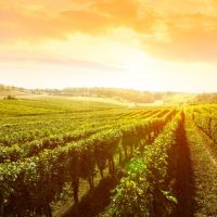 Agriculture-Agriculture Business